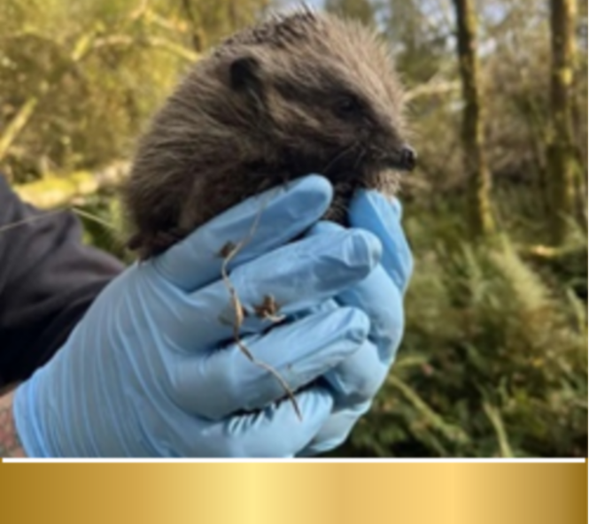 A Rocha*December'25 Mission Focus